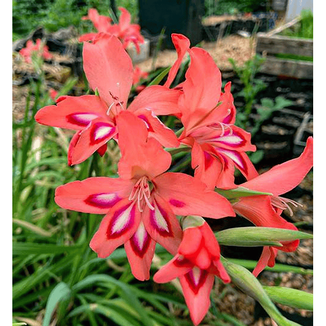 Gladiolillos 2026 (cormos)