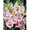 Gladiolillos 2026 (cormos)