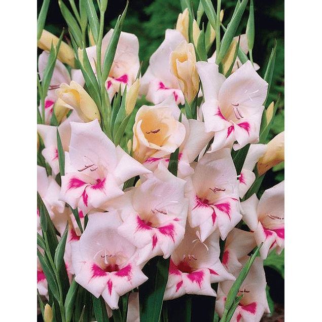 Gladiolillos 2026 (cormos)