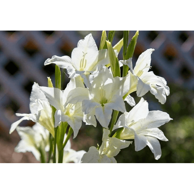 Gladiolillos 2026 (cormos)