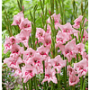 Gladiolillos 2026 (cormos)