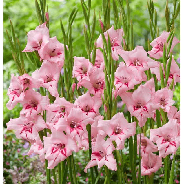 Gladiolillos 2026 (cormos)