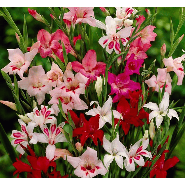 Gladiolillos 2026 (cormos)