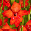 Gladiolillos 2026 (cormos)