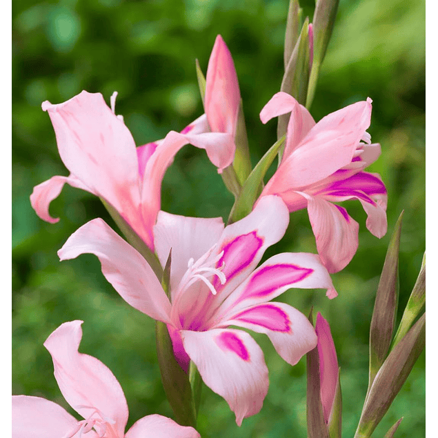 Gladiolillos 2026 (cormos)