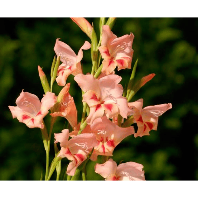 Gladiolillos 2026 (cormos)