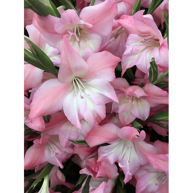 Gladiolillos 2026 (cormos)