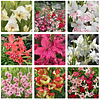 Gladiolillos 2026 (cormos)