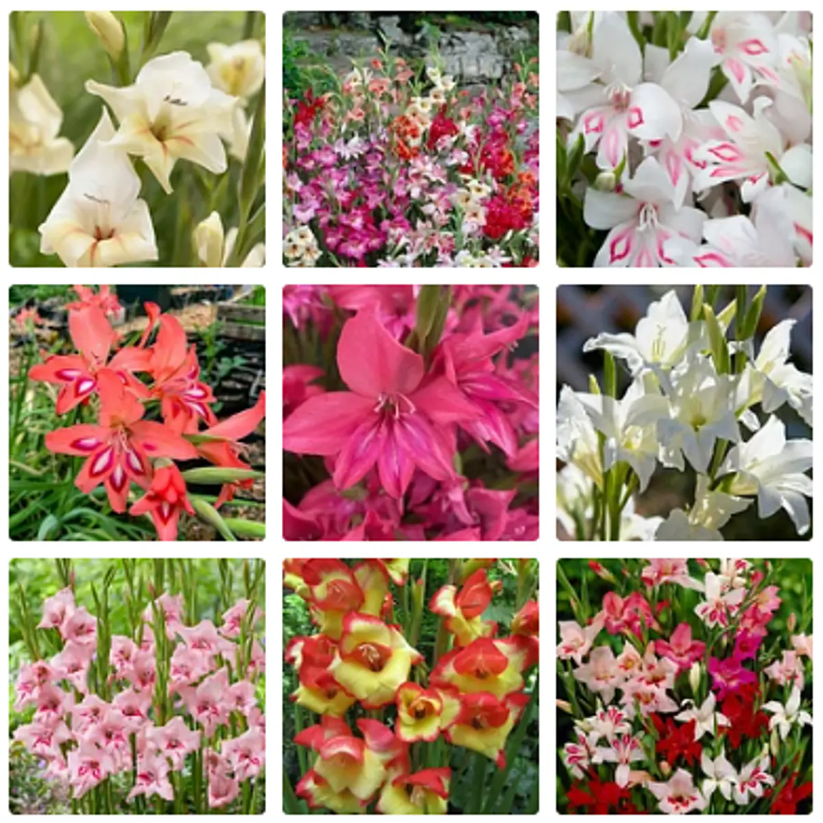 Gladiolillos 2026 (cormos)