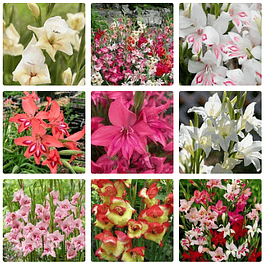 Gladiolillos 2026 (cormos)