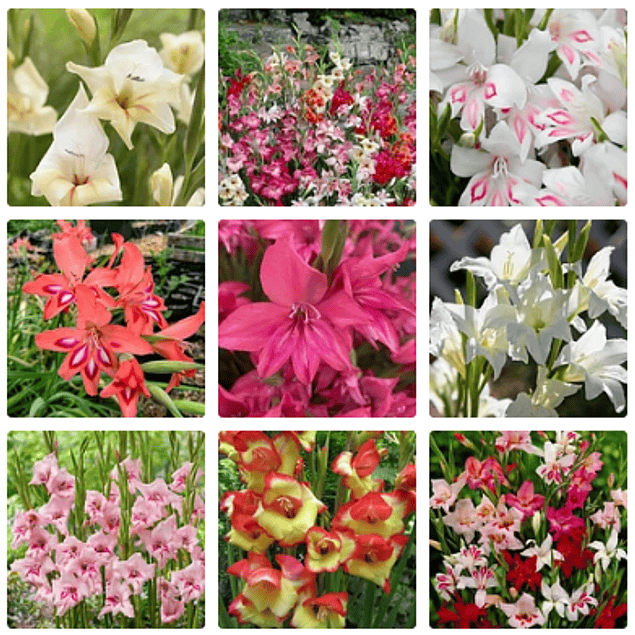 Gladiolillos 2026 (cormos)