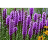 Liatris 2026 (Bulbos)