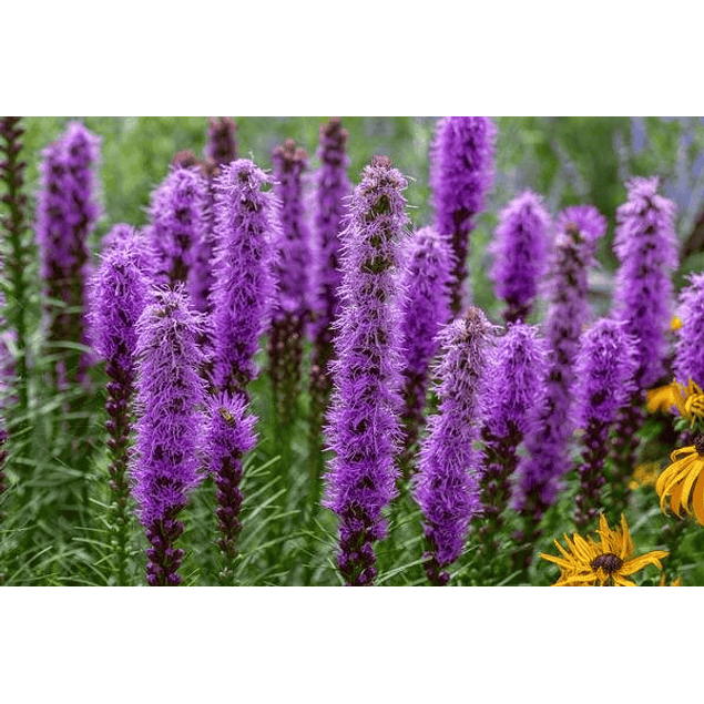 Liatris 2026 (Bulbos)