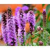 Liatris 2026 (Bulbos)