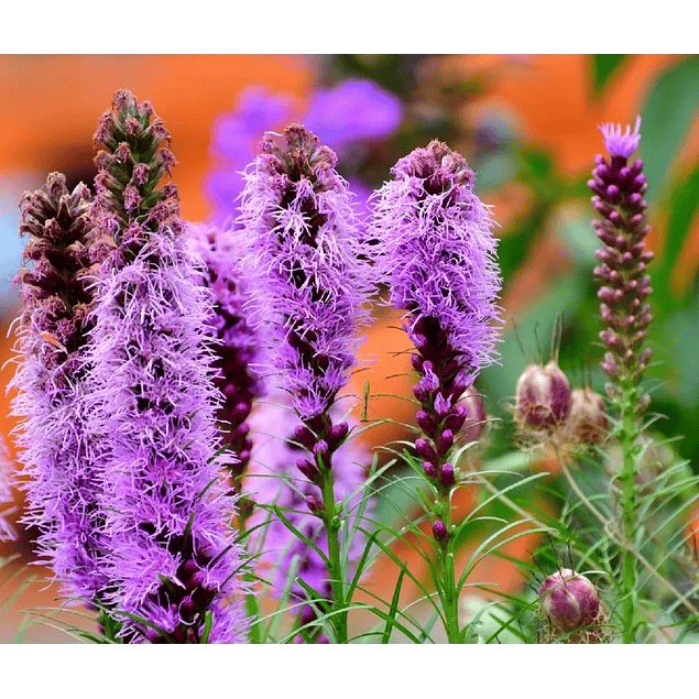Liatris 2026 (Bulbos)