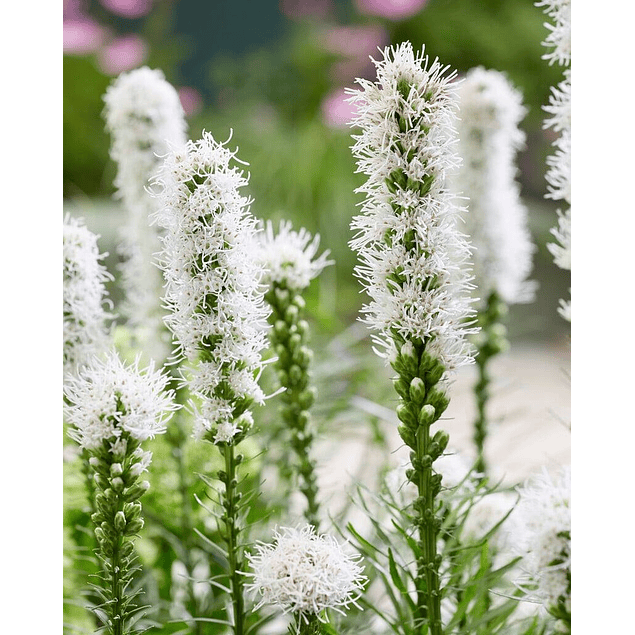 Liatris 2026 (Bulbos)
