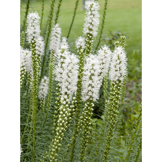 Liatris 2026 (Bulbos)