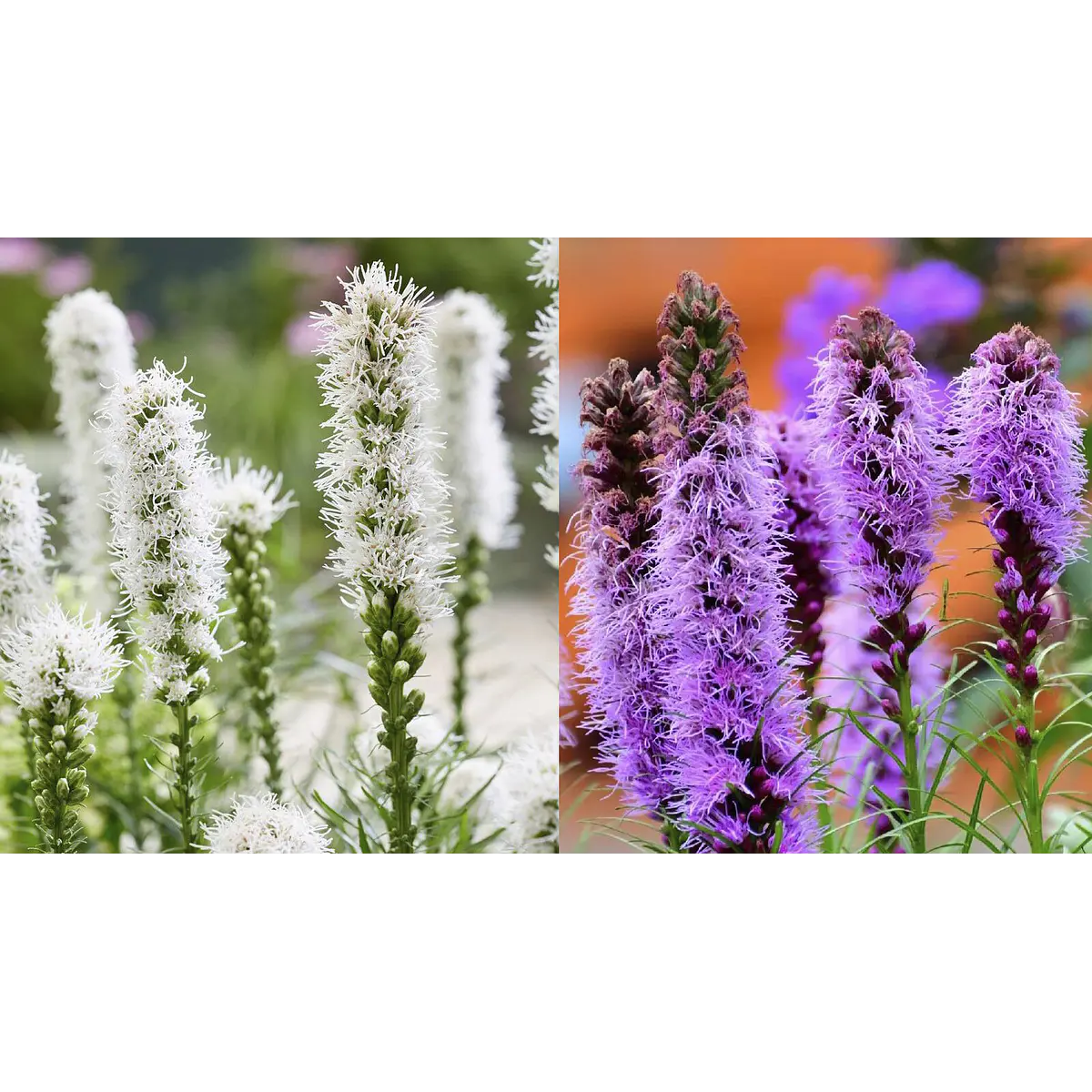 Liatris 2026 (Bulbos)