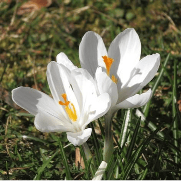 Crocus 2026 (Bulbos)