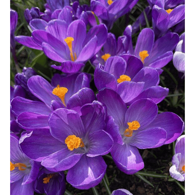 Crocus 2026 (Bulbos)