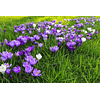 Crocus 2026 (Bulbos)