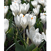 Crocus 2026 (Bulbos)