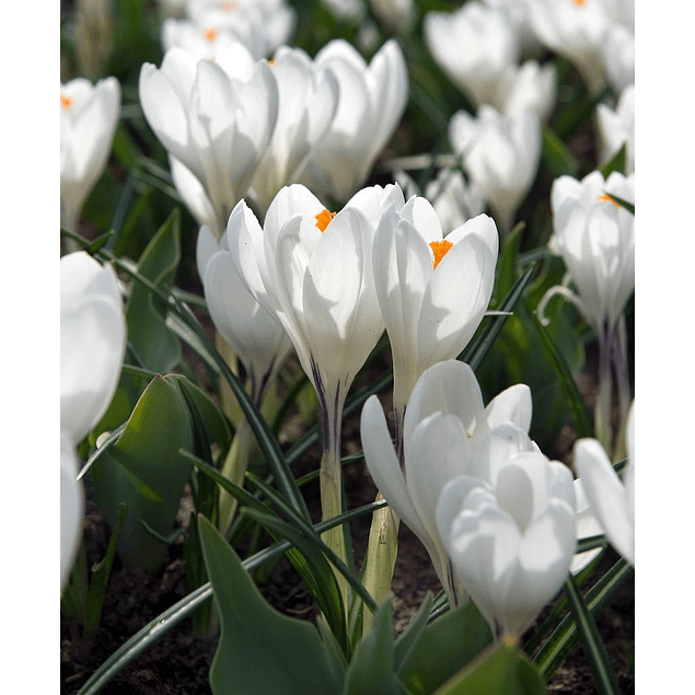 Crocus 2026 (Bulbos)