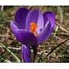 Crocus 2026 (Bulbos)