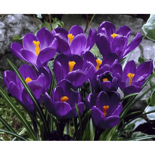 Crocus 2026 (Bulbos)