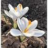 Crocus 2026 (Bulbos)