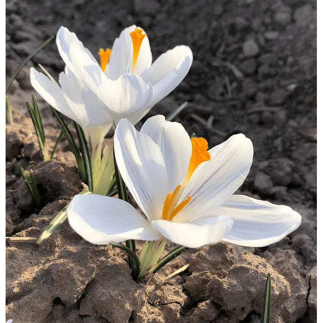 Crocus 2026 (Bulbos)