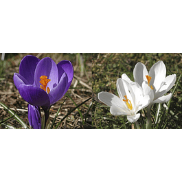 Crocus 2026 (Bulbos)