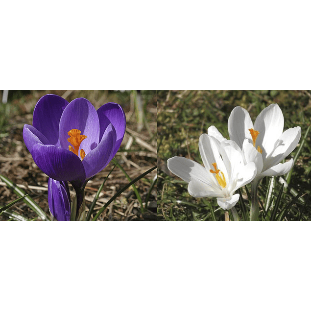 Crocus 2026 (Bulbos)