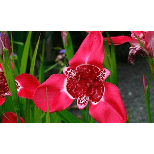 Tigridias 2026 (bulbos)