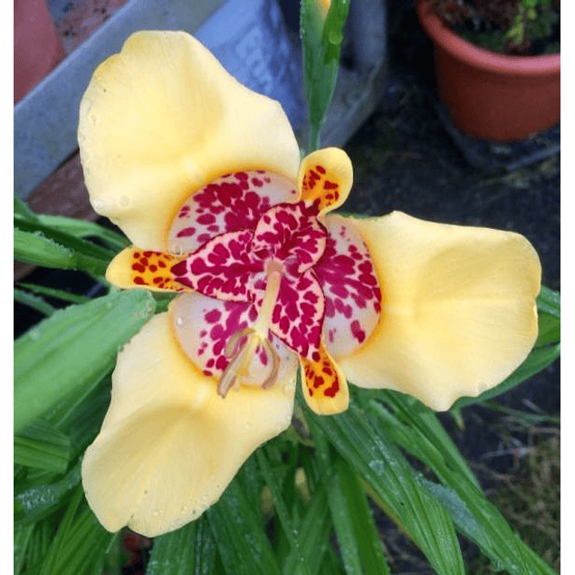 Tigridias 2026 (bulbos)