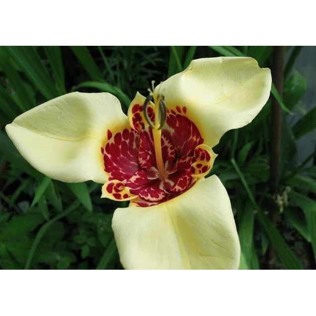 Tigridias 2026 (bulbos)