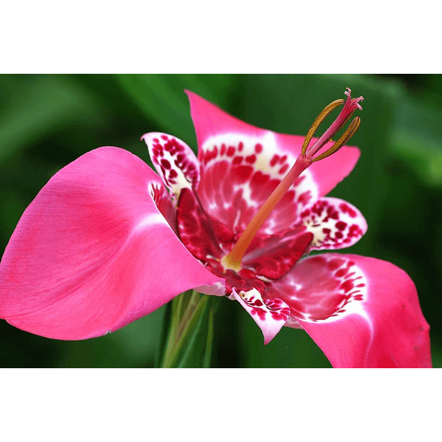 Tigridias 2026 (bulbos)