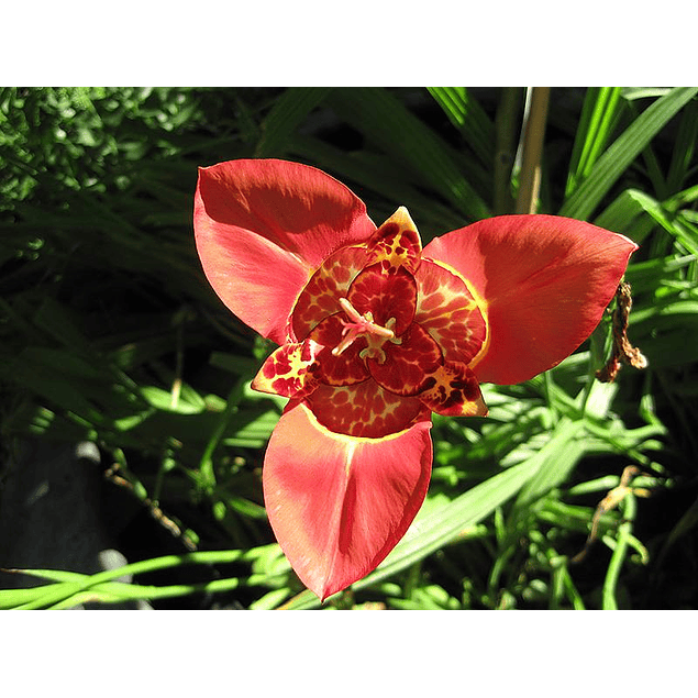 Tigridias 2026 (bulbos)