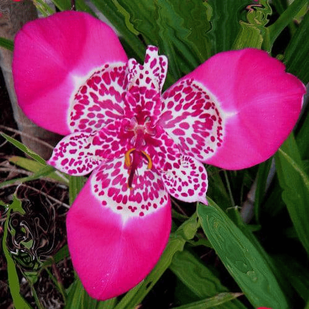 Tigridias 2026 (bulbos)