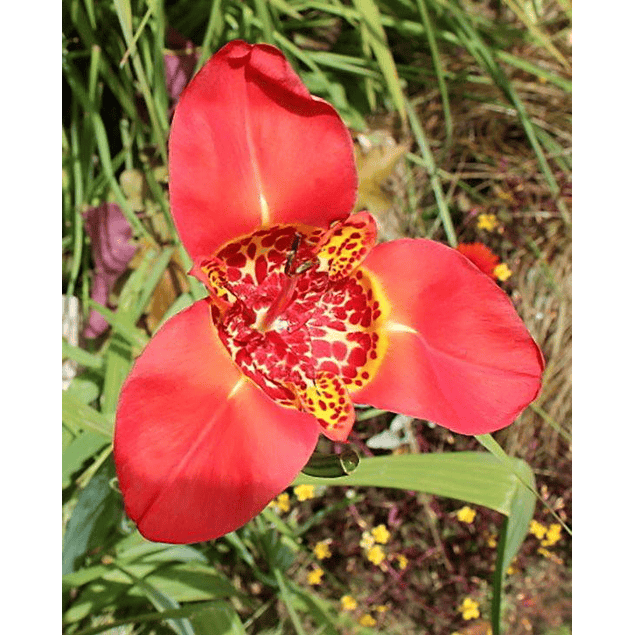 Tigridias 2026 (bulbos)