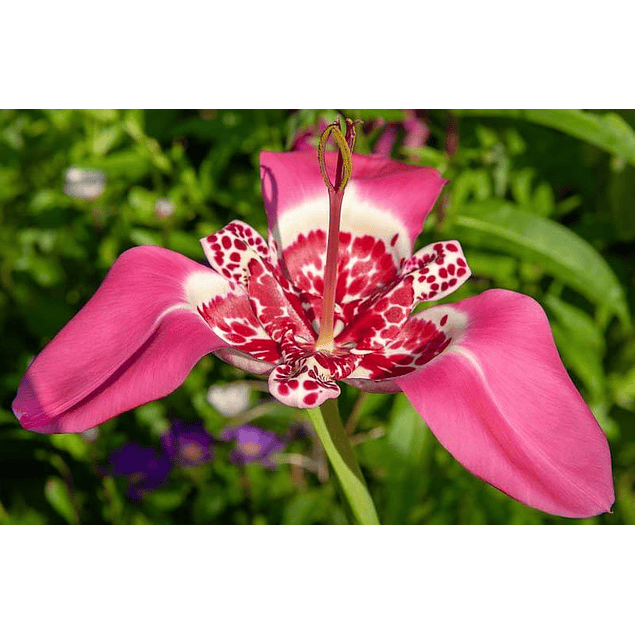 Tigridias 2026 (bulbos)