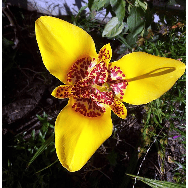 Tigridias 2026 (bulbos)