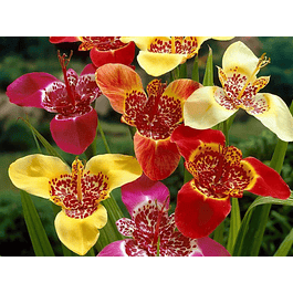 Tigridias 2026 (bulbos)