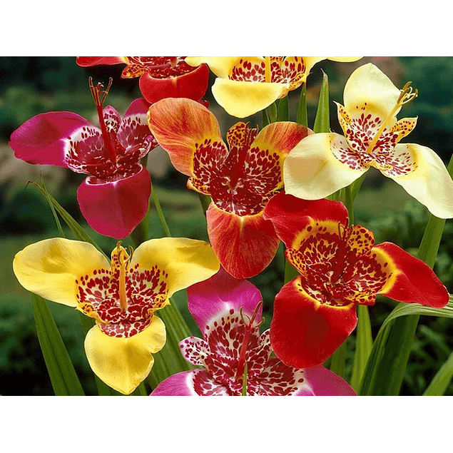 Tigridias 2026 (bulbos)