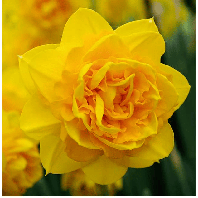 Narcisos 2026 (Bulbos)