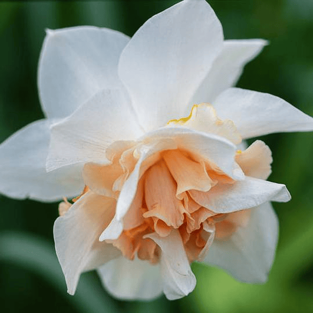 Narcisos 2026 (Bulbos)