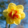 Narcisos 2026 (Bulbos)