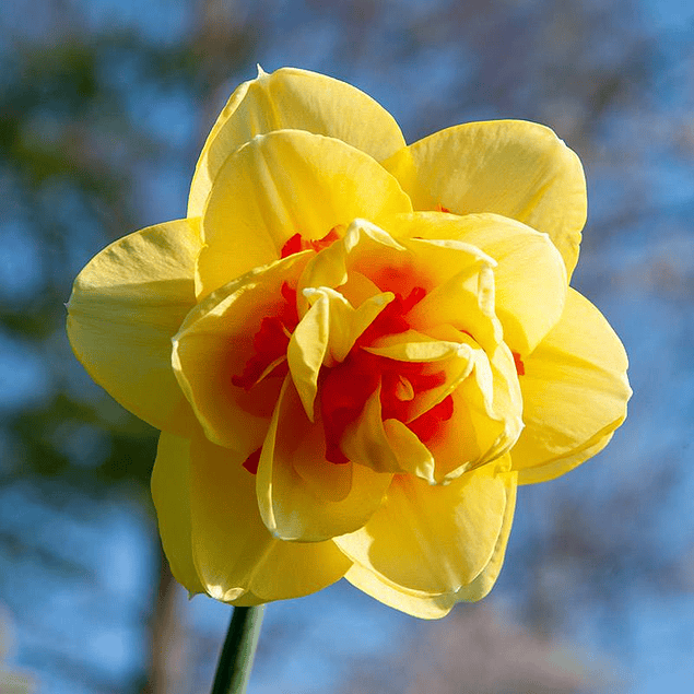 Narcisos 2026 (Bulbos)