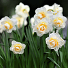 Narcisos 2026 (Bulbos)