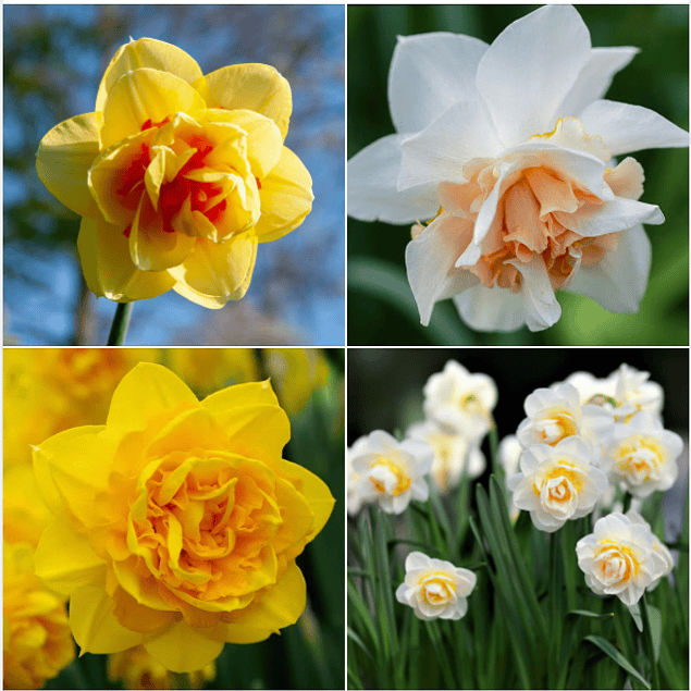 Narcisos 2026 (Bulbos)